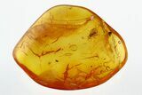 Detailed Fossil Wasp (Idris) in Baltic Amber #292397-1